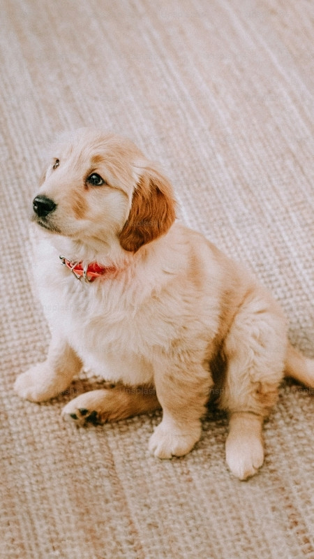 tai-ngay-70-hinh-nen-iphone-17-pro-4k-full-hd-cuc-hot-nhieu-chu-de-45