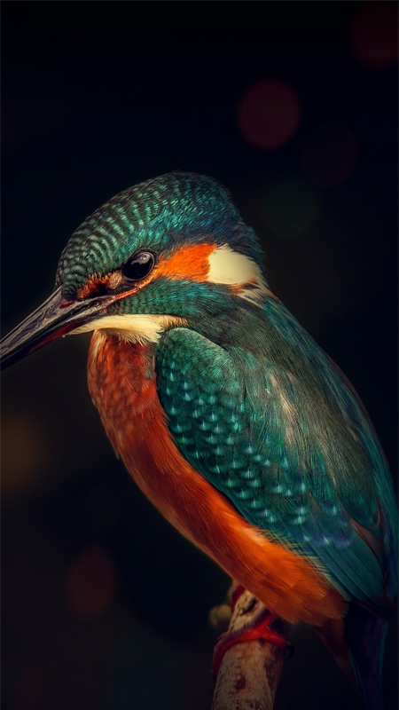 hinh-nen-iphone-17-pro-max-13