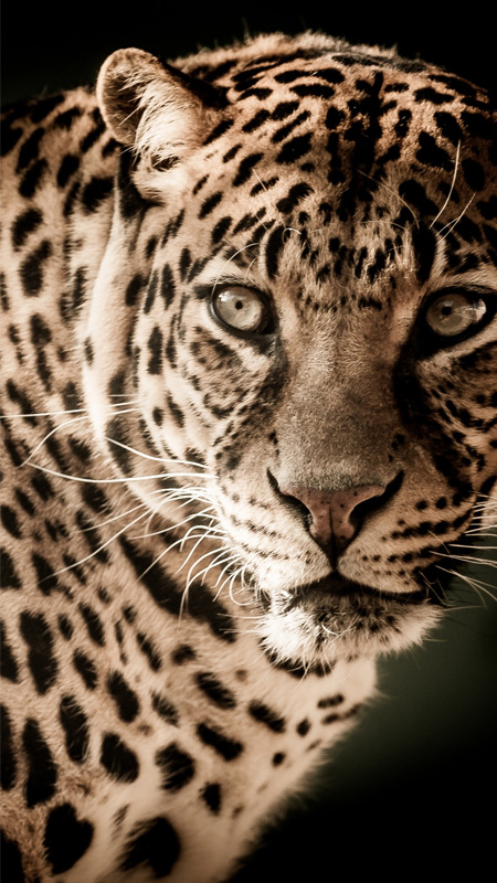 hinh-nen-iphone-17-pro-max-15