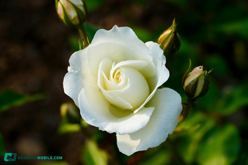 y-nghia-cua-hoa-hong-trang-01