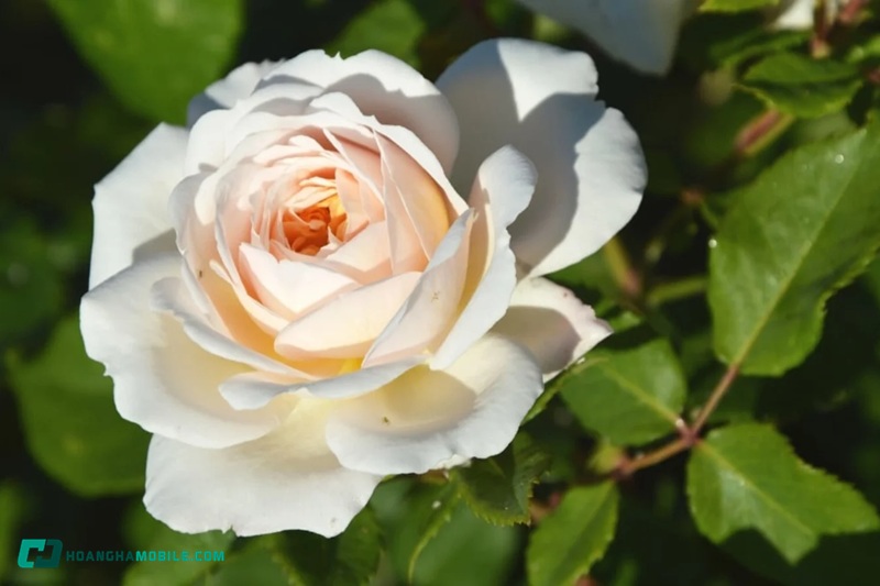 y-nghia-cua-hoa-hong-trang-02