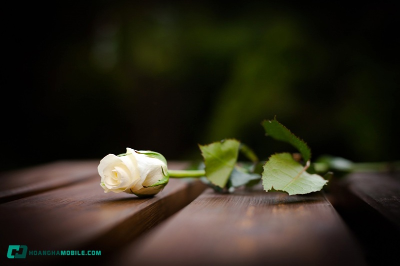 y-nghia-cua-hoa-hong-trang-05