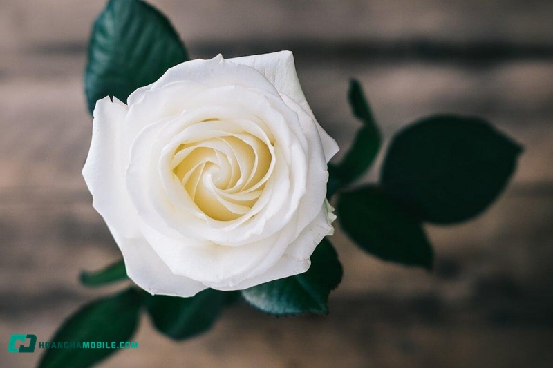 y-nghia-cua-hoa-hong-trang-07