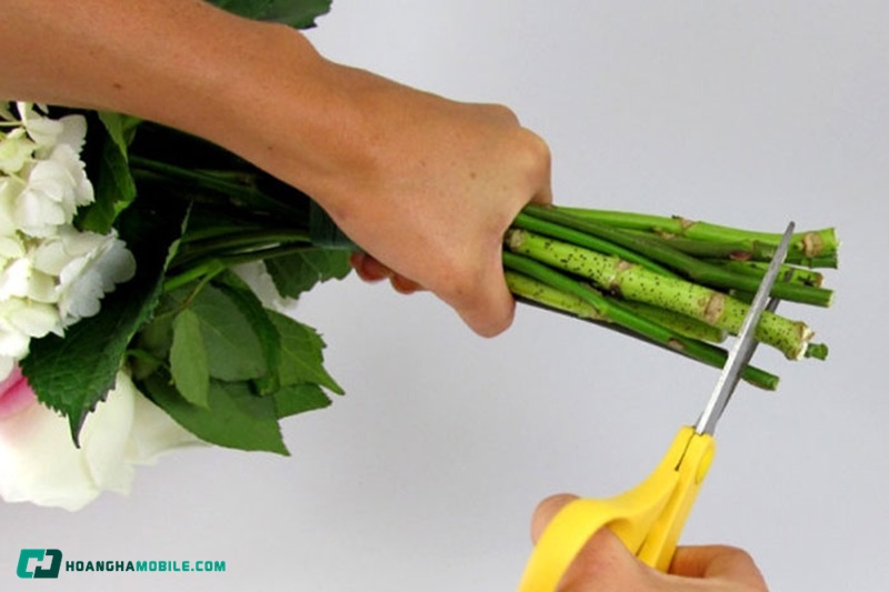 y-nghia-cua-hoa-hong-trang-08