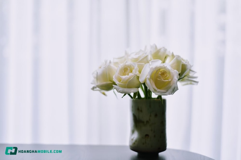 y-nghia-cua-hoa-hong-trang-09