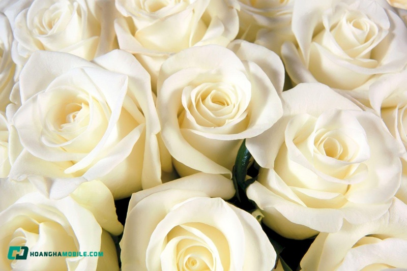 y-nghia-cua-hoa-hong-trang-13