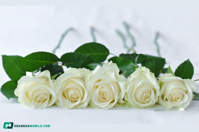 y-nghia-cua-hoa-hong-trang-14