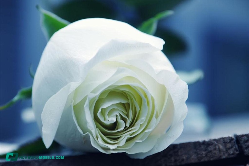 y-nghia-cua-hoa-hong-trang-15