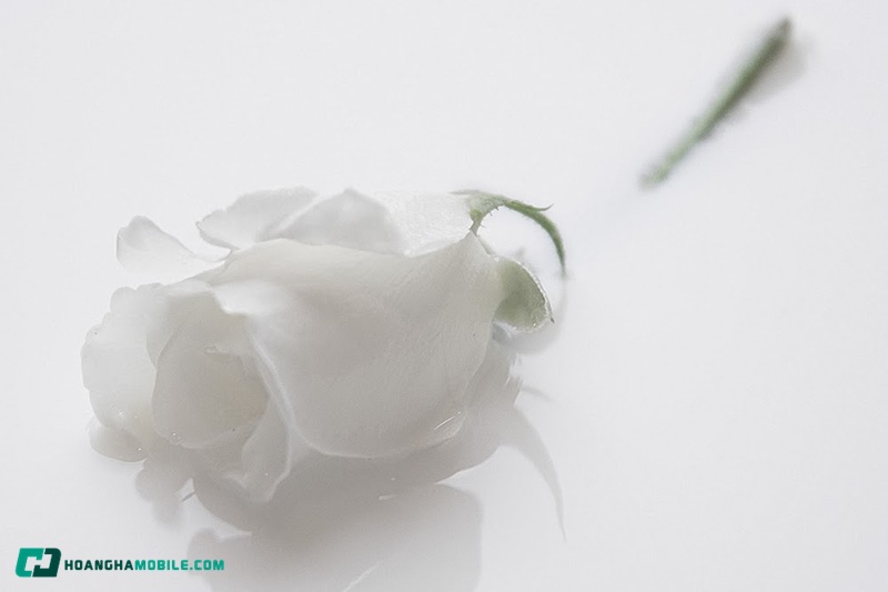 y-nghia-cua-hoa-hong-trang-19