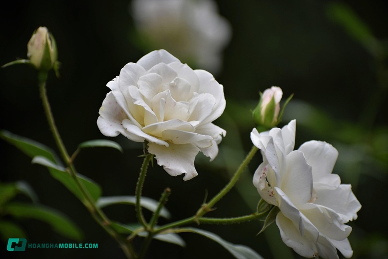 y-nghia-cua-hoa-hong-trang-20