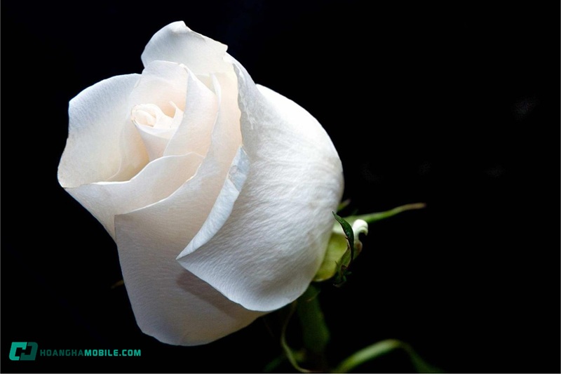 y-nghia-cua-hoa-hong-trang-21