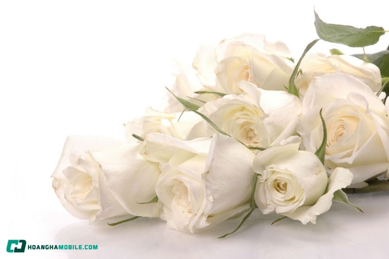 y-nghia-cua-hoa-hong-trang-22