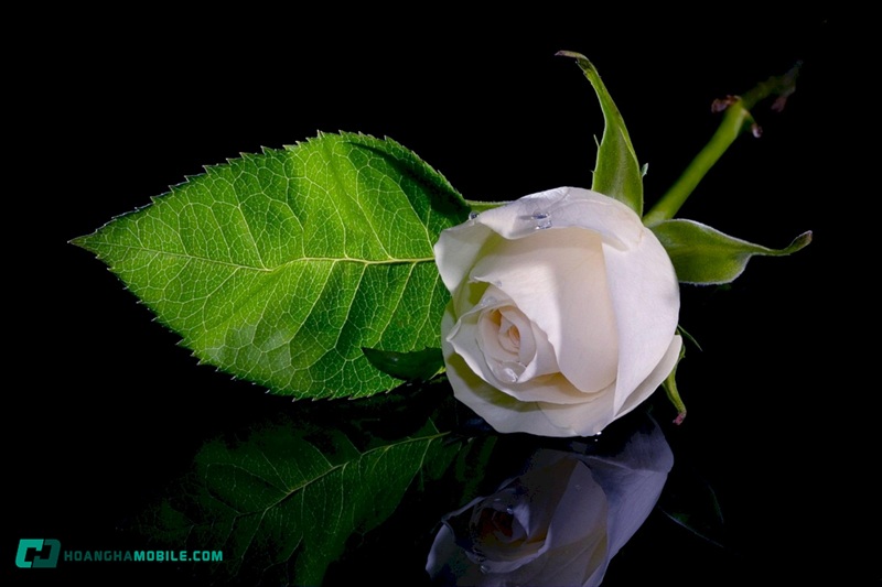 y-nghia-cua-hoa-hong-trang-23