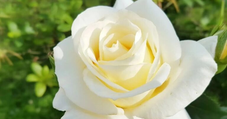 y-nghia-cua-hoa-hong-trang-thumb