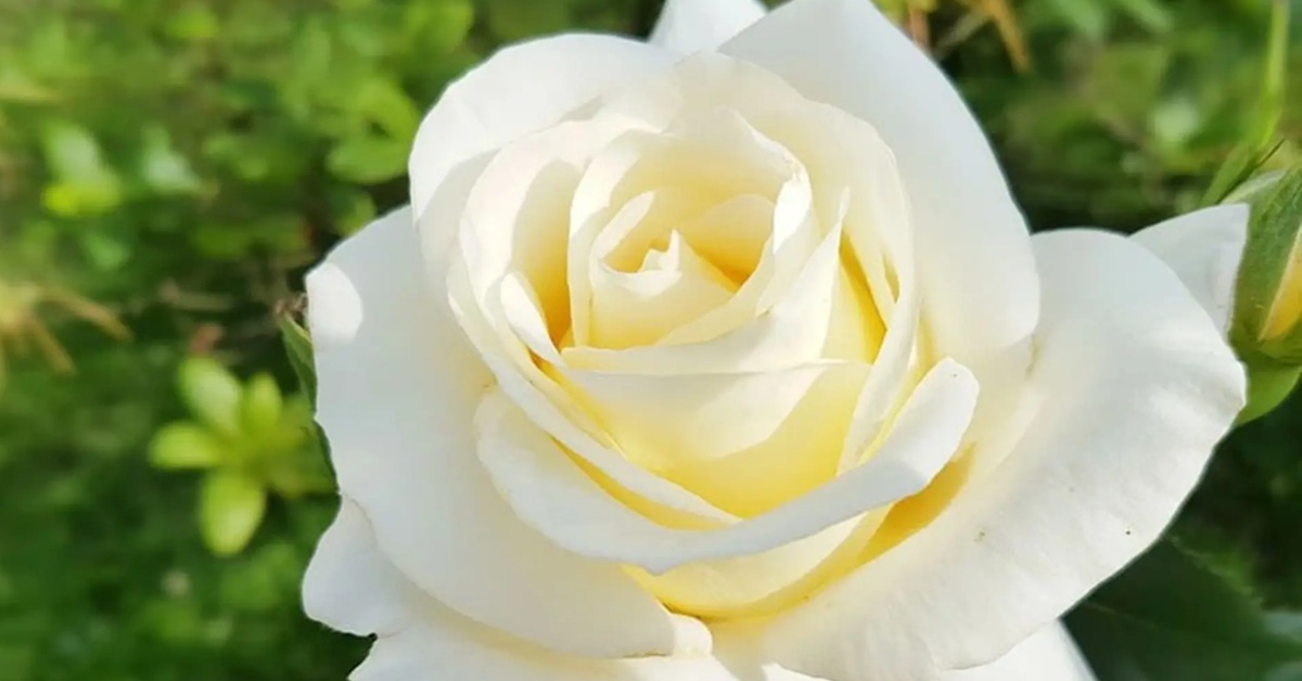 y-nghia-cua-hoa-hong-trang-thumb