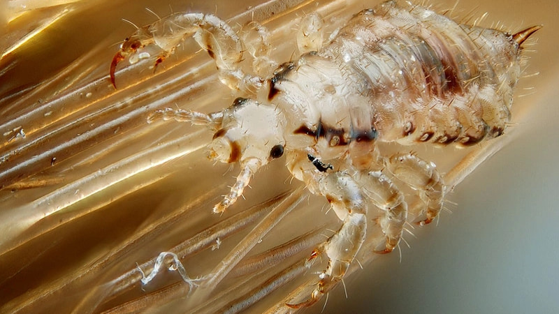 cach-tri-chay-nhanh-nhat-2