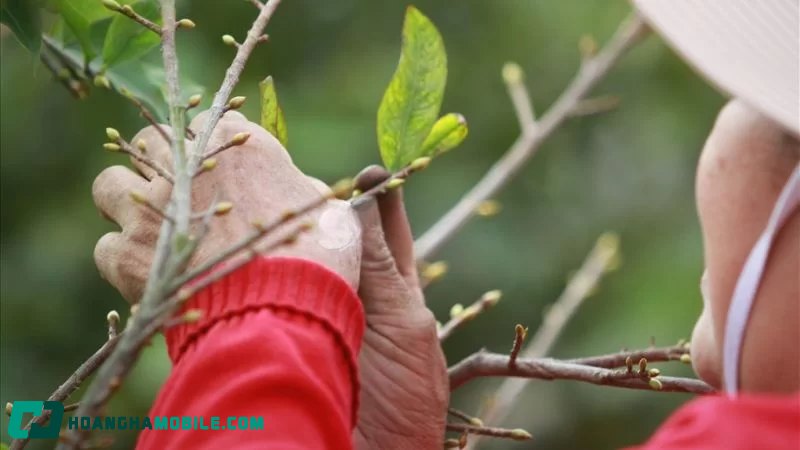 cham-soc-mai-vang-sau-tet-10