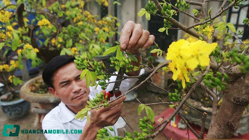 cham-soc-mai-vang-sau-tet-11