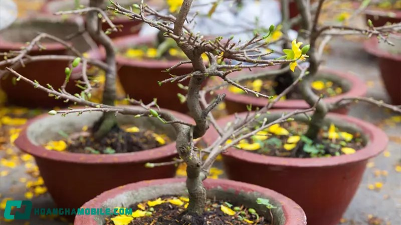 cham-soc-mai-vang-sau-tet-4