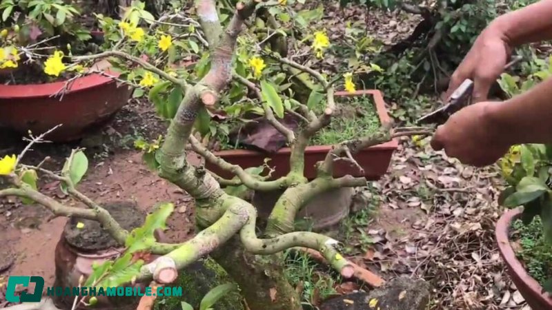 cham-soc-mai-vang-sau-tet-5