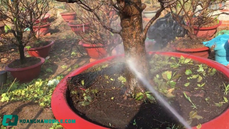 cham-soc-mai-vang-sau-tet-6