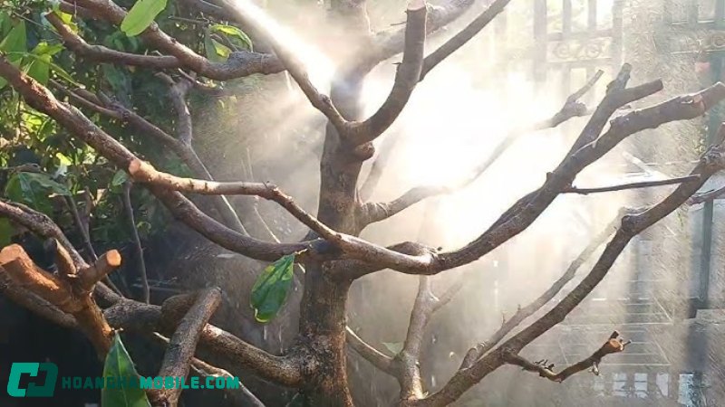 cham-soc-mai-vang-sau-tet-7