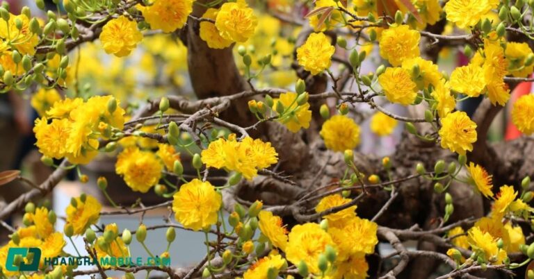 cham-soc-mai-vang-sau-tet-11