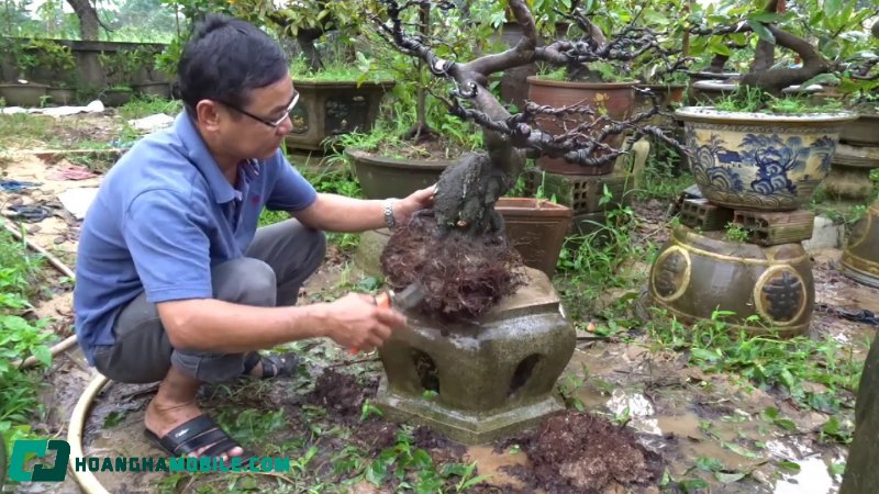 cham-soc-mai-vang-sau-tet-8