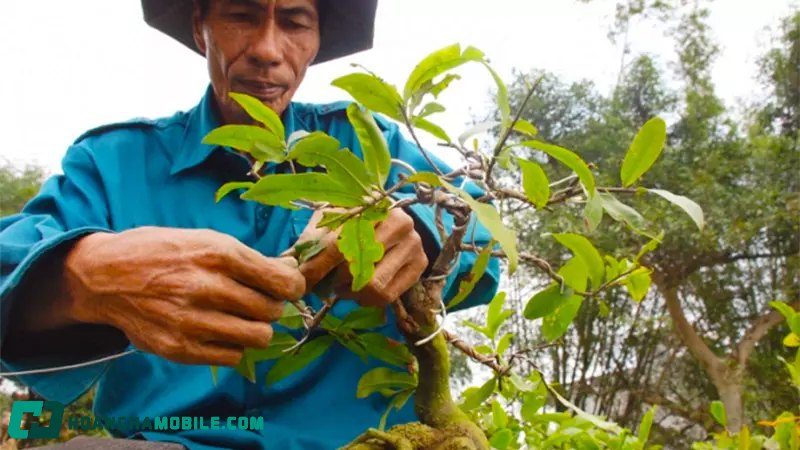 cham-soc-mai-vang-sau-tet-9