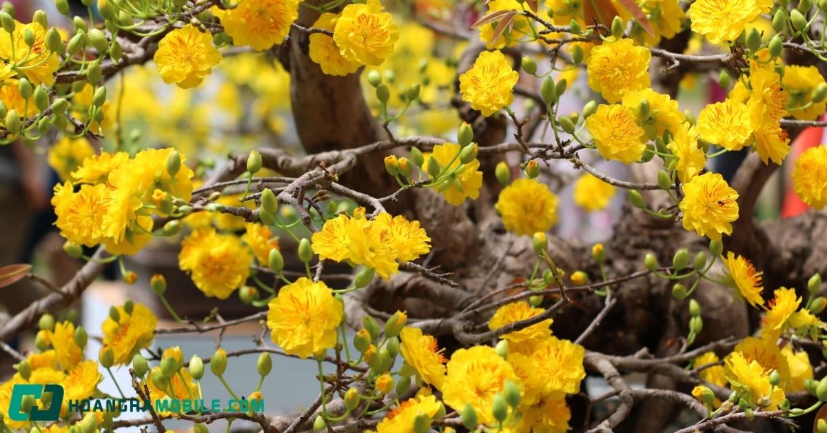 cham-soc-mai-vang-sau-tet-11