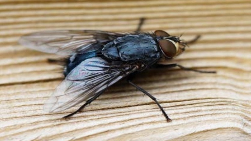 cach-duoi-ruoi-hieu-qua-13