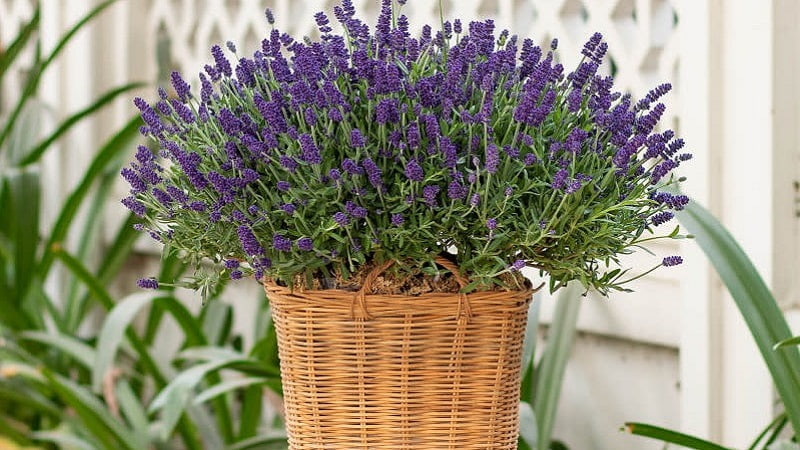 cach-duoi-ruoi-hieu-qua-6