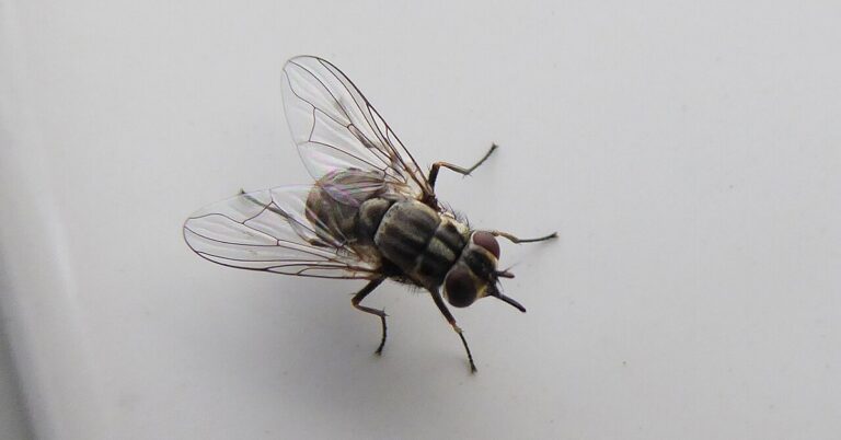 cach-duoi-ruoi-hieu-qua