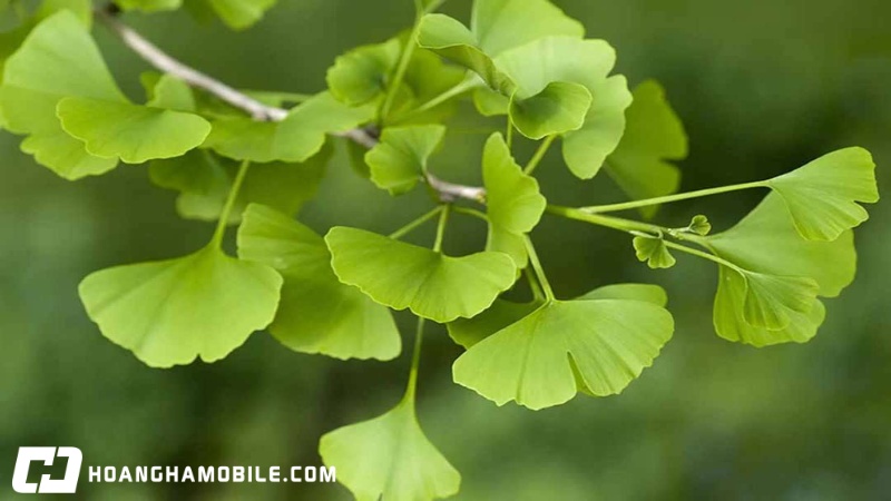 Cách Sử Dụng Thuốc Bổ Não Ginkgo Biloba: Công Dụng, Liều Dùng & Lưu Ý 2026 11 cach-su-dung-thuoc-bo-nao-ginkgo-biloba-1