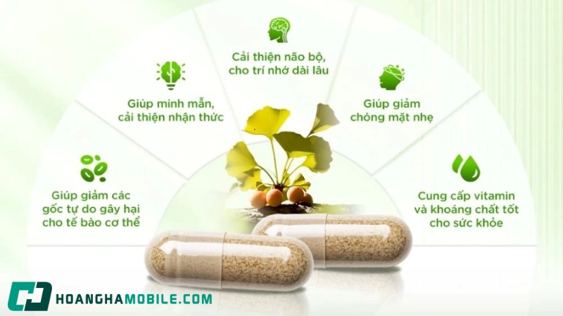Cách Sử Dụng Thuốc Bổ Não Ginkgo Biloba: Công Dụng, Liều Dùng & Lưu Ý 2026 14 cach-su-dung-thuoc-bo-nao-ginkgo-biloba-3