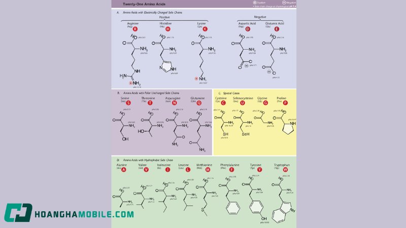 amino-axit-1