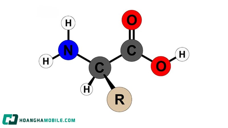 amino-axit-2