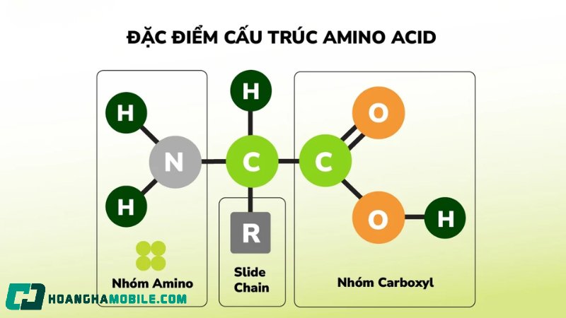 amino-axit-3