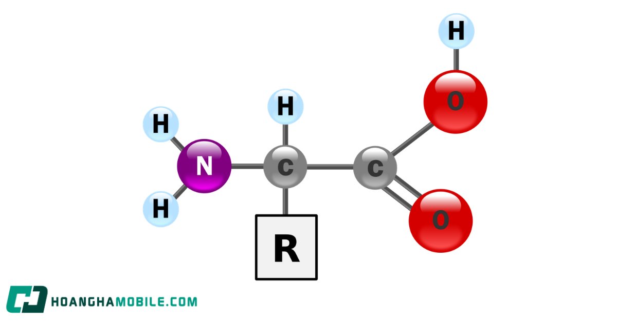 amino-axit