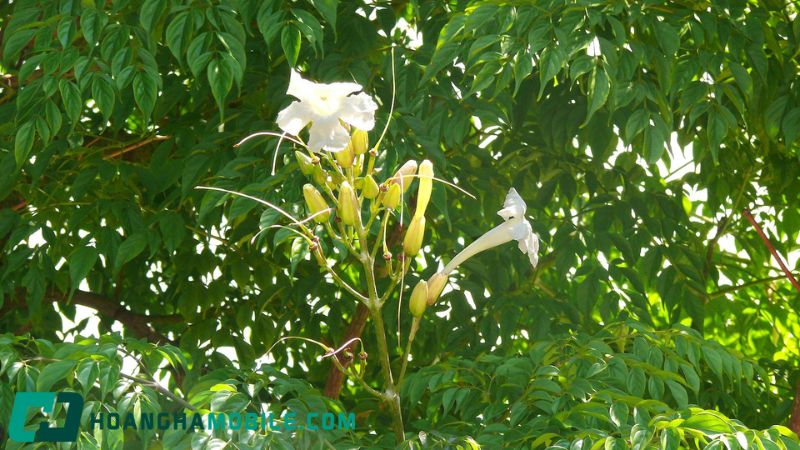cay-hanh-phuc-1