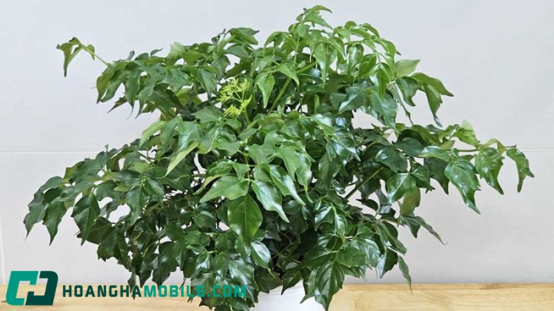 cay-hanh-phuc-2