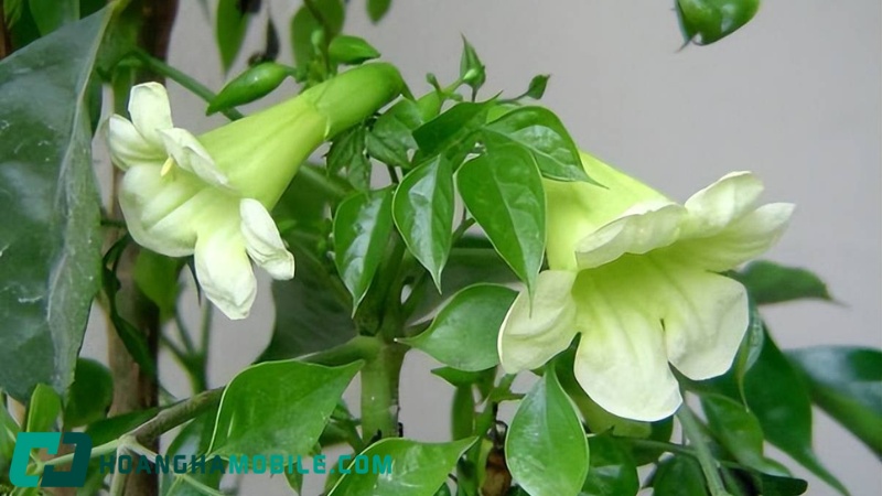 cay-hanh-phuc-3