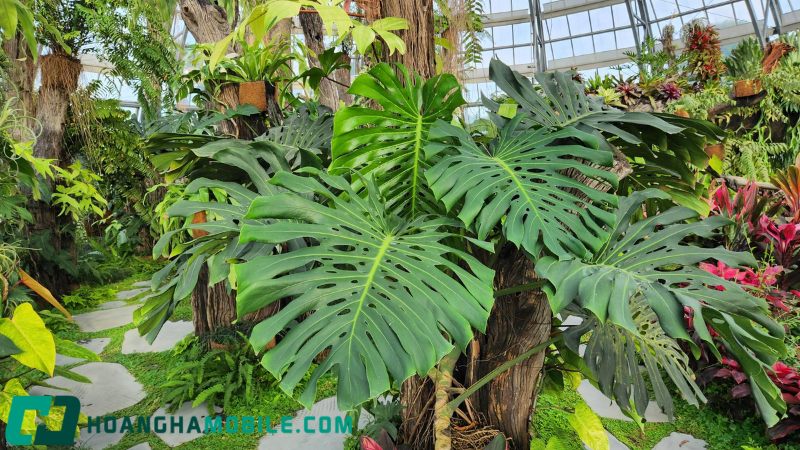 cay-monstera-1