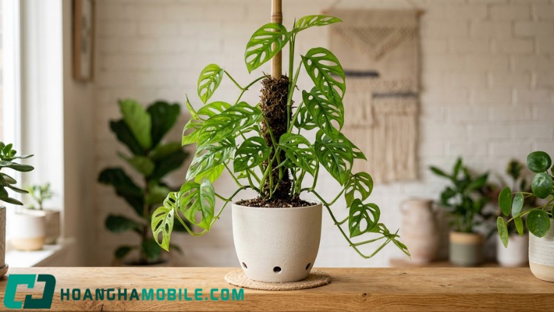 cay-monstera-2