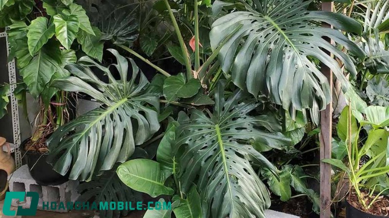 cay-monstera-3