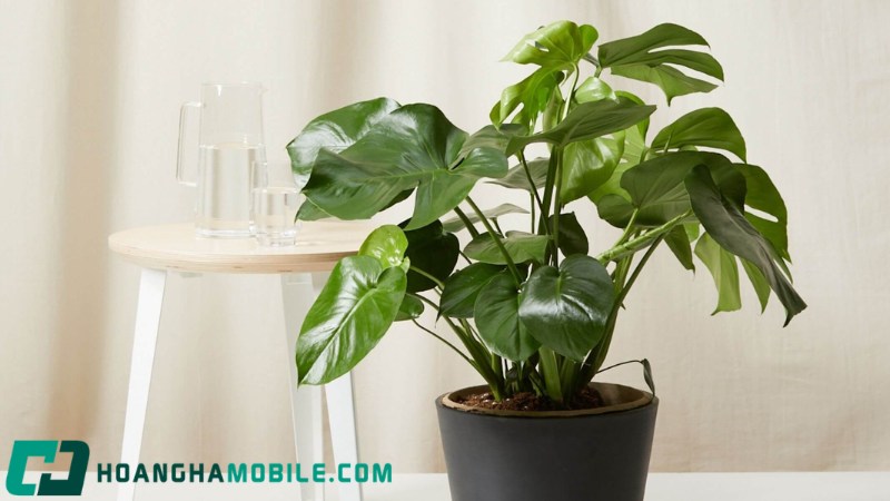 cay-monstera-4