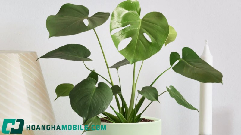 cay-monstera-5