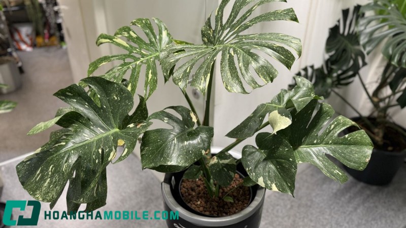 cay-monstera-6