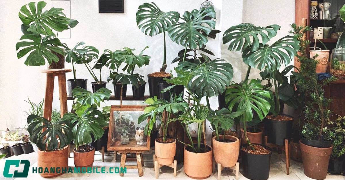 cay-monstera