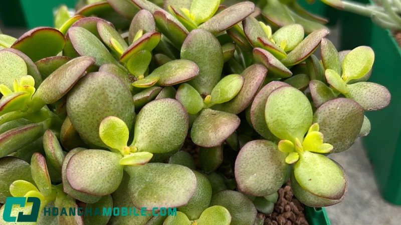 cay-ngoc-bich-4